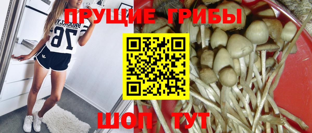 Галлюциногенные грибы Psilocybe Каменск-Шахтинский